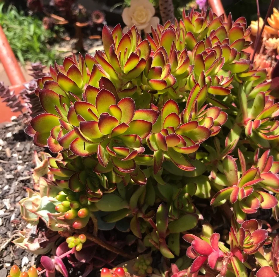 Crassula Rubricaulis ‘Butterfly Bush’ – Live Succulent Plant in 2" Pot, Red-Edged Leaves, Easy Grow Indoor or Outdoor Garden Accent