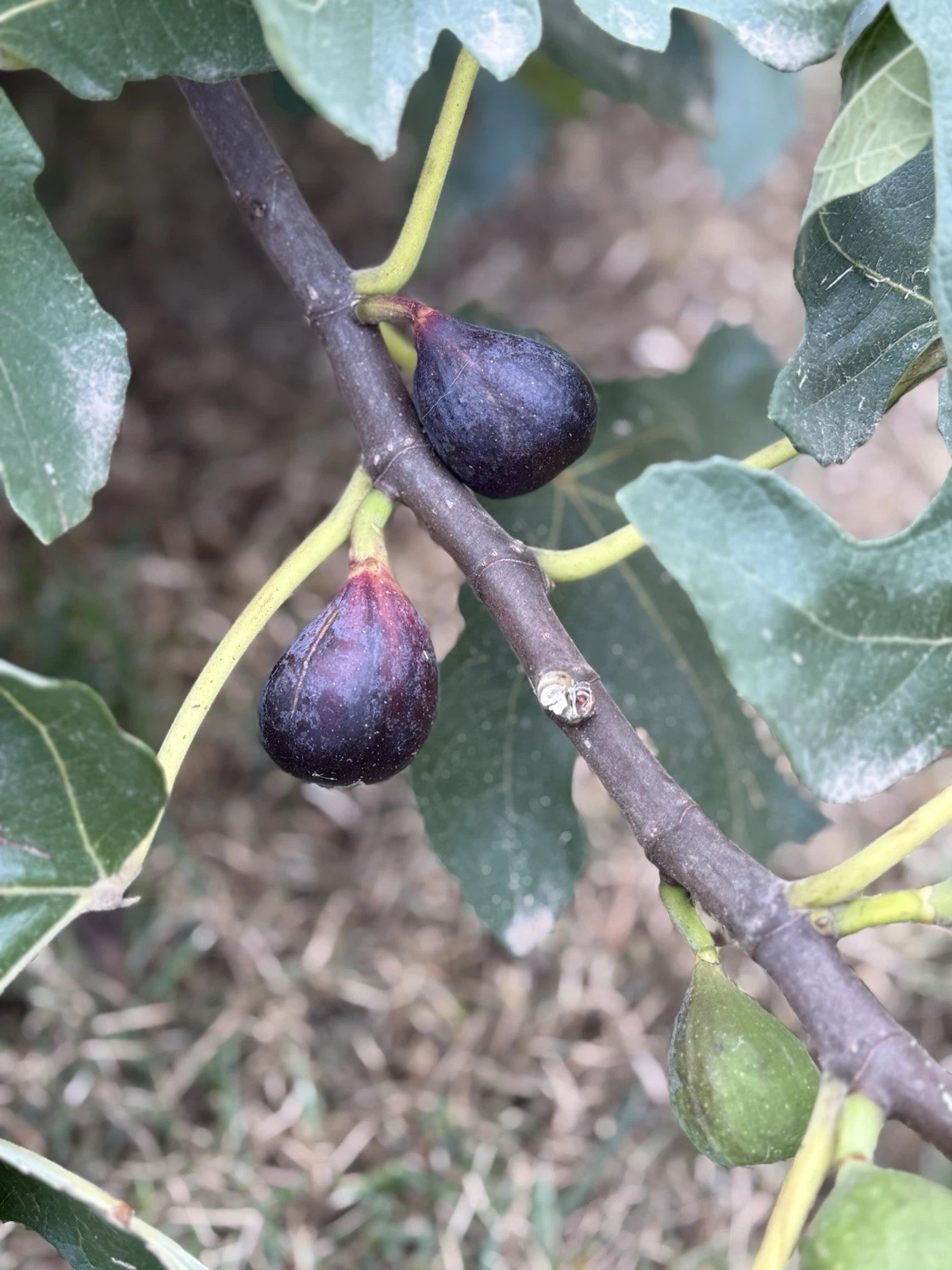 LSU Purple Fig Cutting – Fresh 6–10" Hardwood Propagation Rooting Ficus carica Fruit Tree