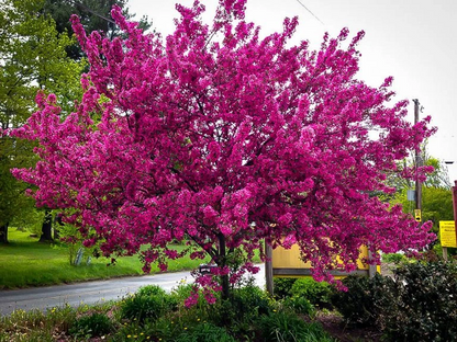 Prairifire Crabapple Scion Wood – 6 Hardwood Cuttings 15–20 cm – Malus Prairifire Grafting Scions