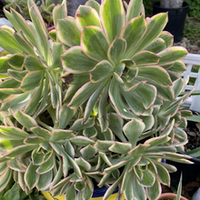 Aeonium Sunburst – 2 Live 4–6" Cuttings, Variegated Succulent with Pink Edges, Easy Rooting Stems for Pots, Rock Gardens & Indoor Displays