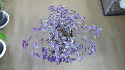 Tinantia pringlei “Mexican Speckled” Houseplant Cuttings – Wandering Jew Type Live Plant Starts, Fresh Unrooted Cuts