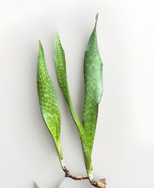 Snake Plant Rooted Set – Live Sansevieria Plants – Healthy Starters Ready to Plant