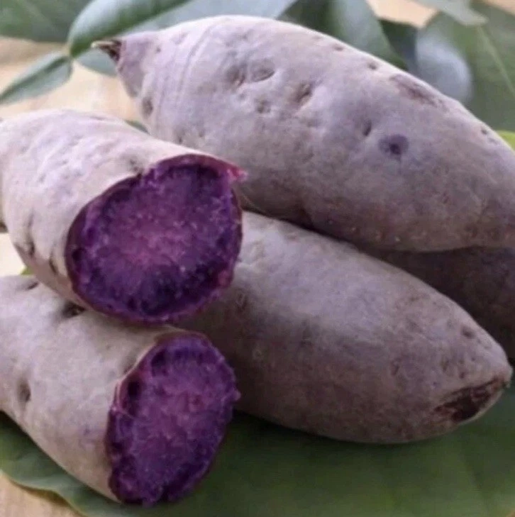 Purple Sweet Potato Slips for Planting – 10 Fresh Cuttings, Ipomoea batatas Vine Starts (Khoai Lang Tím)