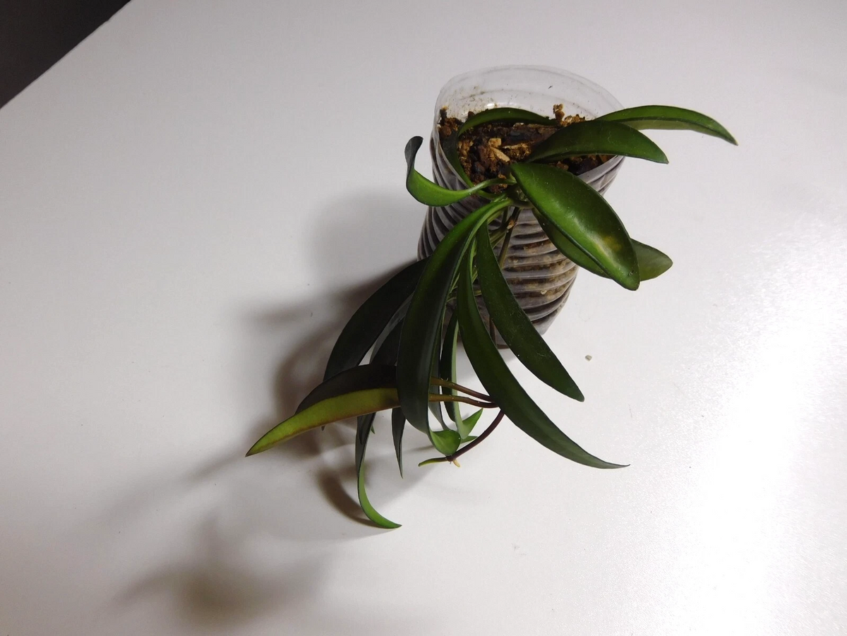 Hoya Wayetii Live Plant Rooted – Trailing Wax Plant with Narrow Leaves, Indoor Houseplant