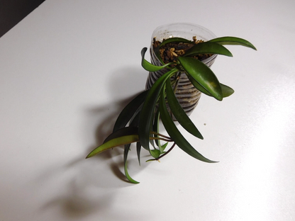 Hoya Wayetii Live Plant Rooted – Trailing Wax Plant with Narrow Leaves, Indoor Houseplant