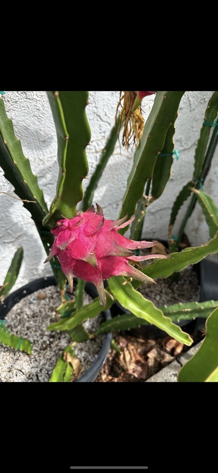 Dragon Fruit Cutting – 10-15 Inch Unrooted Taiwan Ruan Zhi Da Hong Pitaya Stem for Propagation