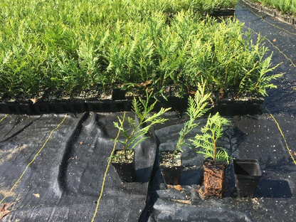 Green Giant Thuja Arborvitae – Box of 25 Live Potted Plants 10–14 Inches, Thuja Green Giant for Privacy Hedge