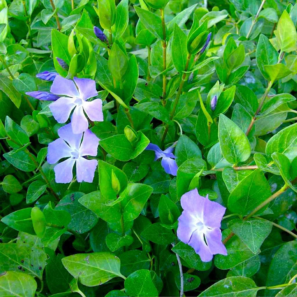 Vinca major Periwinkle Vine – 10 Rooted Cuttings 15–20 in. – Live Purple Flowering Groundcover Plant