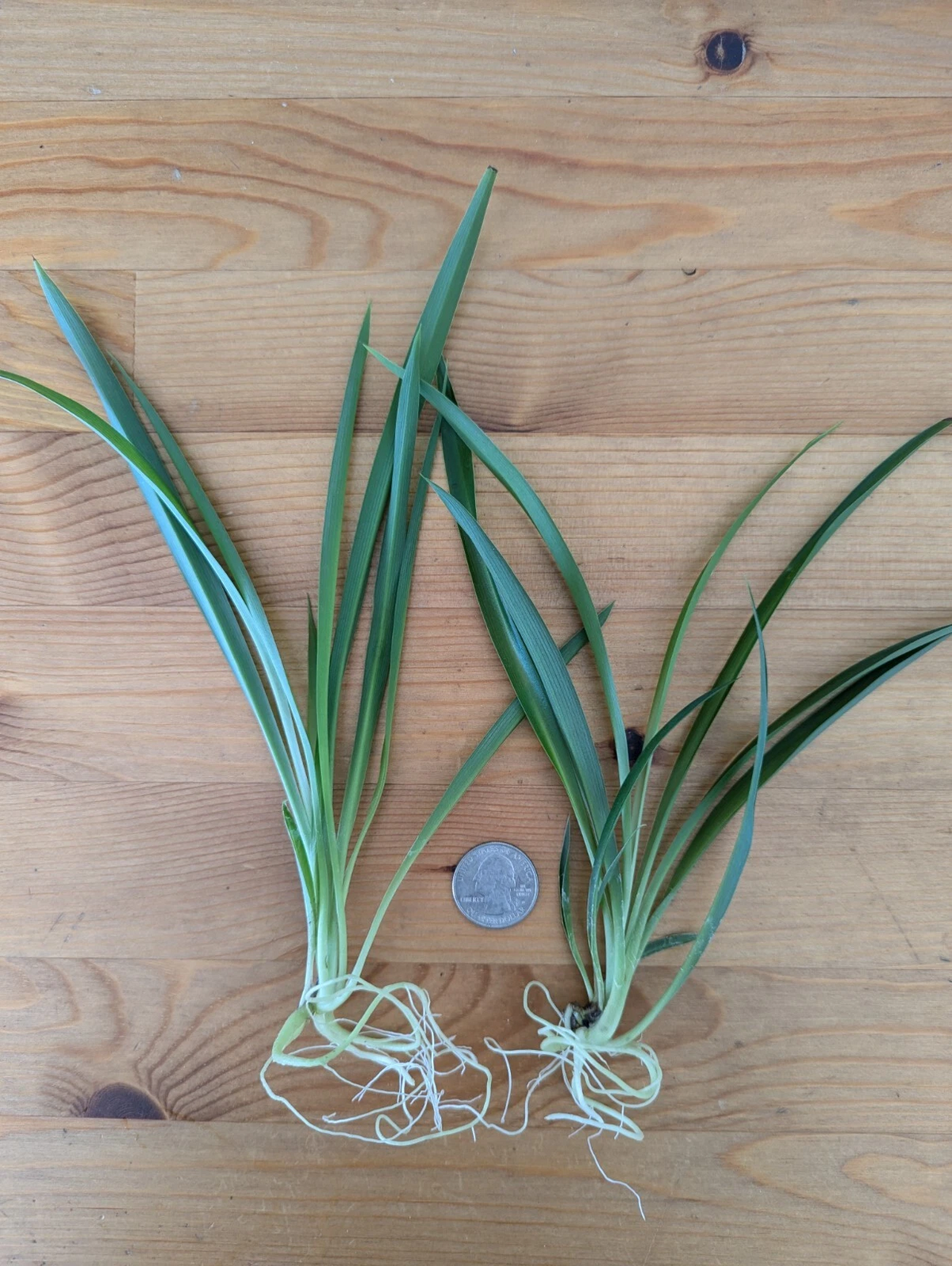 Green Spider Plant Live Cuttings – 5 Rooted Pups, Chlorophytum comosum Houseplant Starters, Non-Variegated Indoor Plant