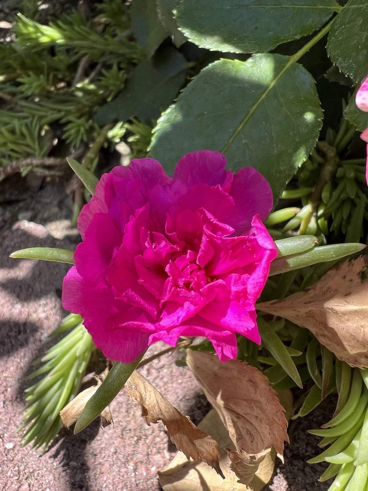 Portulaca Moss Rose Cuttings – 7 Magenta Double Bloom Live Propagation Plant – Portulaca grandiflora Succulent Foliage