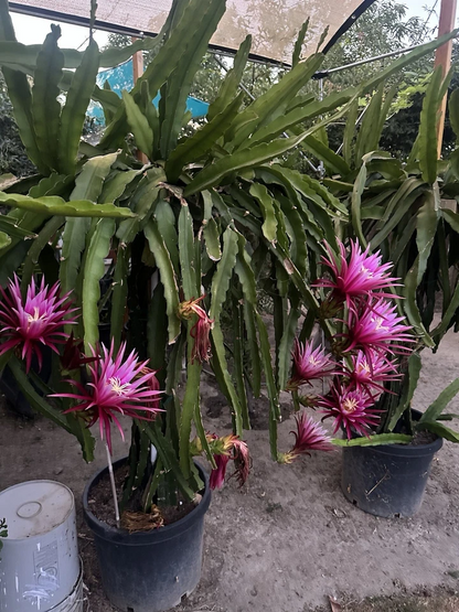 Dragon Fruit ‘Connie Mayer’ – Mature 8–12 Inch Cuttings – Hylocereus Hybrid Plant Cuttings for Growing