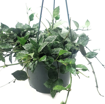 Hoya Krohniana Eskimo Live House Plant – Silver Variegated Vine, 6 Inch Potted Indoor Plant