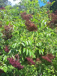 American Elderberry Plants – 2 Live Rooted Sambucus Canadensis Starts, Fast-Growing Fruit Bushes for Garden and Landscape