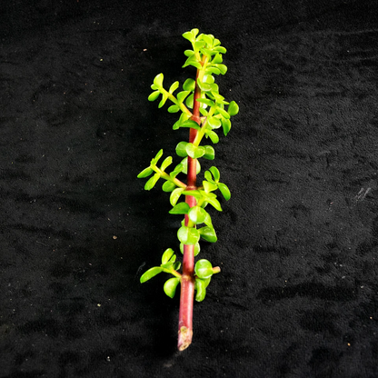 Elephant Bush Succulent Cuttings – 30 Unrooted Portulacaria afra Cuttings for Propagation, Indoor or Outdoor Plant