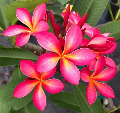 Hawaii Plumeria Cutting – 6–8 Inch Unrooted Pink Yellow Flowering Plumeria Tree Cutting for Tropical Garden