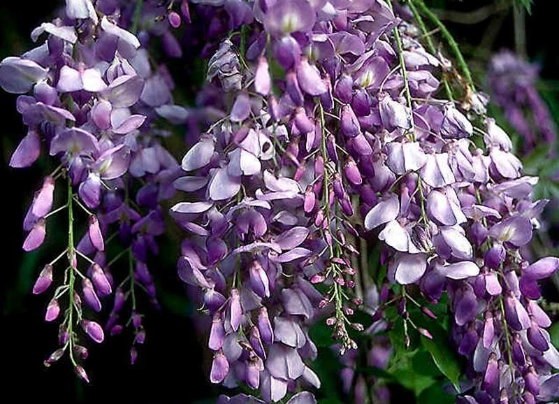 Chinese Wisteria Rooted Vine – Wisteria sinensis Live Plant 1–2 ft Tall, Purple Flowering Climbing Vine
