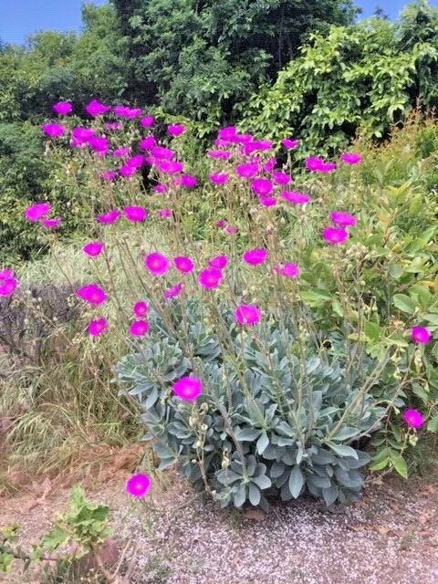 Rock Purslane Cuttings – 6 Live Calandrinia spectabilis Magenta Purple Flowering Succulent Plants