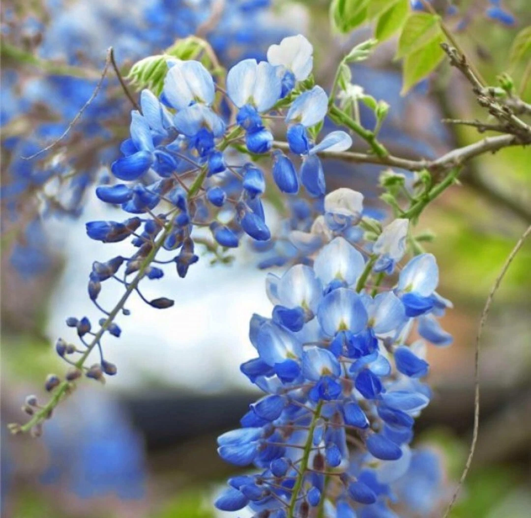Blue Moon Wisteria Cuttings – 5 Fresh Unrooted 6–8 Inch Cuttings, Wisteria Macrostachya Vine for Propagation