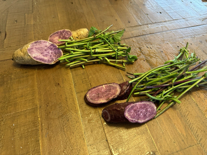 Purple Sweet Potato Slips Variety Set – 25 Molokai + 25 Okinawa Slips – Live Sweet Potato Vine Cuttings