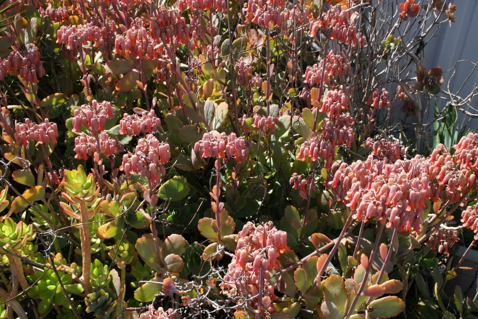 Kalanchoe fedtschenkoi Succulent Cuttings Full Box Load Unrooted Propagation Blue-Green Foliage