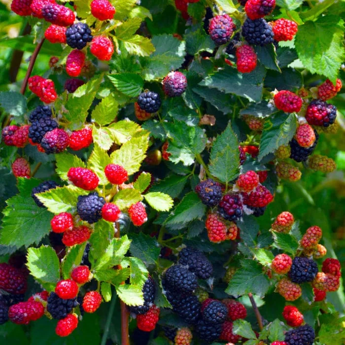 Blackberry Plant Live Starter Plug – Thornless Apache Rubus fruticosus, Cold-Hardy Fruit Bush for Home Garden & Berry Growing