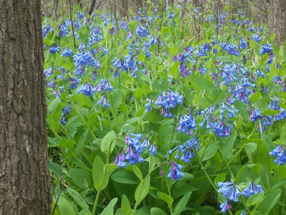 Virginia Bluebells Perennial Plants for Planting – 3 Mertensia Virginica, Shade Loving Woodland Flower