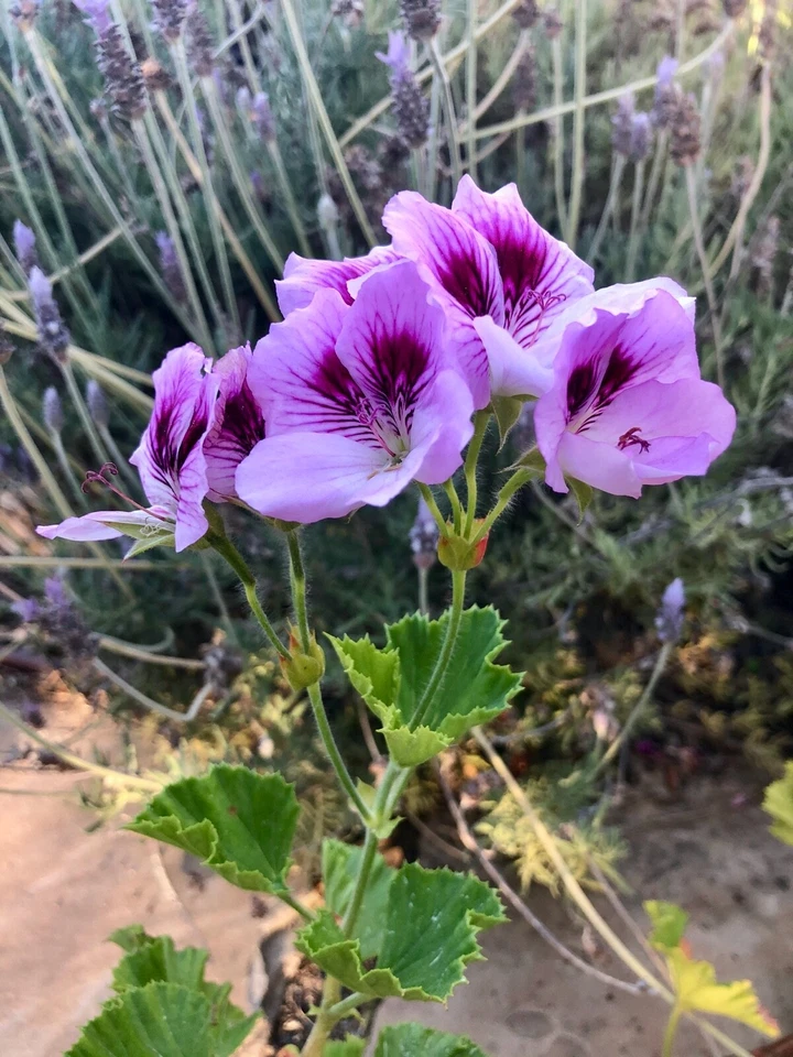 Lavender Purple Regal Geranium Cutting – 6 Inch Live Pelargonium Flowering Plant for Propagation, Ornamental Garden or Container Plant