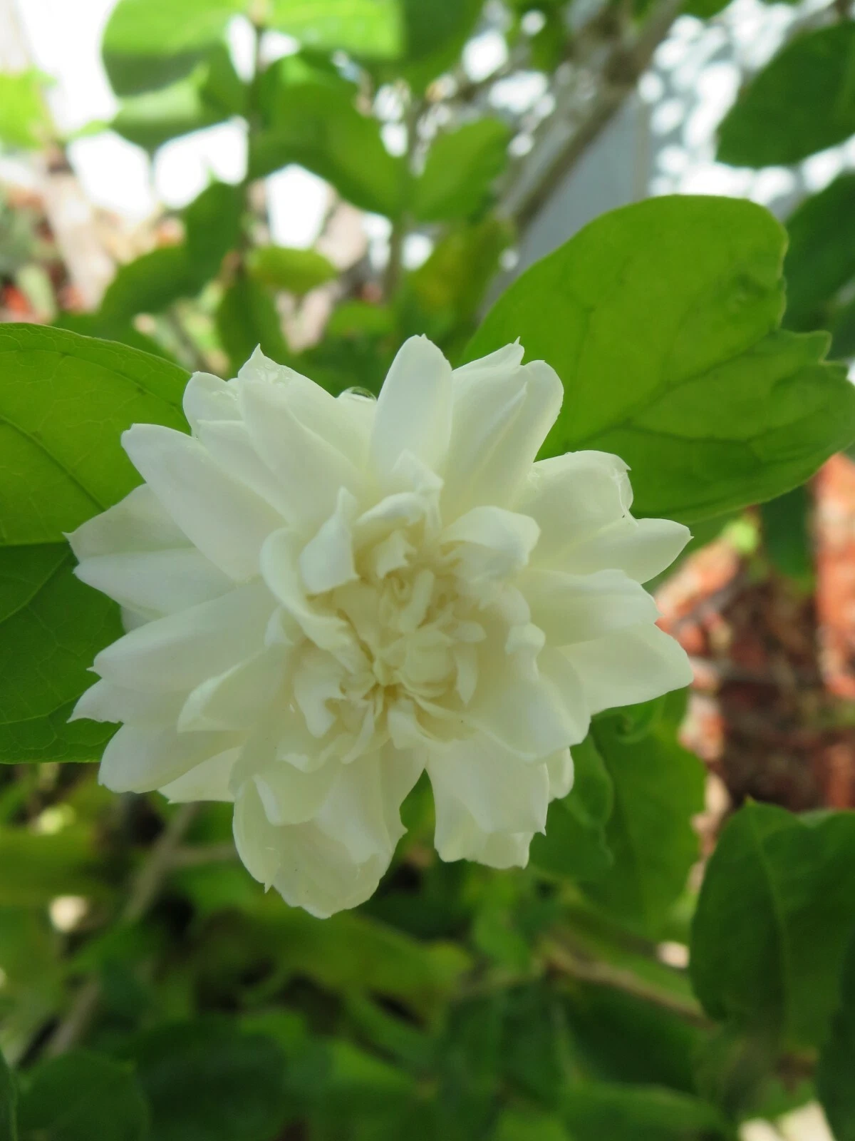 Grand Duke of Tuscany Jasmine Cuttings – 5 Unrooted Jasminum sambac Double White Flower Propagation
