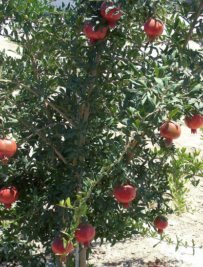 Wonderful Pomegranate Cuttings – Lot of 4 Tree Cuttings from Mature Plant, Punica Granatum for Propagation
