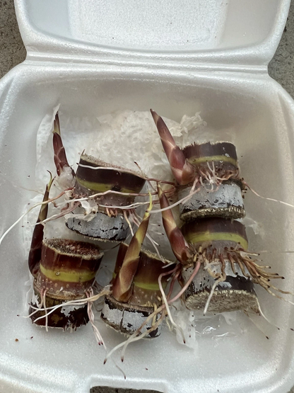 Dark Purple Sugarcane Rooted Cuttings – 5 Live Saccharum officinarum Pieces for Propagation and Planting