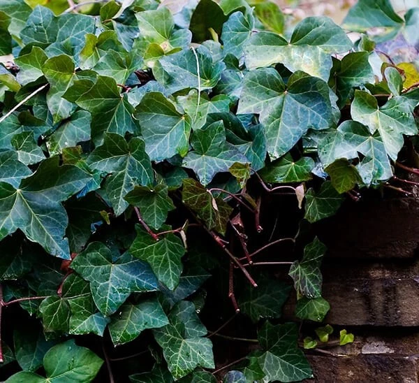 English Ivy Rooted Cuttings – 25 Live 6–8” Vines for Planting – Hardy Ground Cover & Hanging Basket Starter Plants