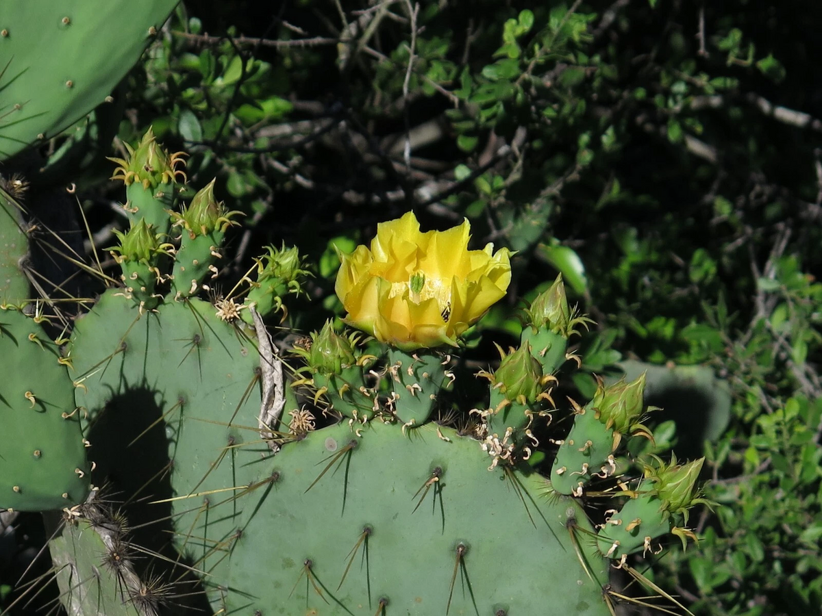 Engelmann’s Prickly Pear Cactus Cutting – Opuntia Engelmannii Live Cactus Pad for Planting