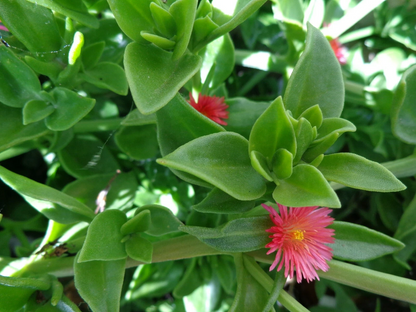 Aptenia cordifolia Cuttings – 20 Live Baby Sun Rose Apple Ice Plant Cuttings 4–7 Inches Long