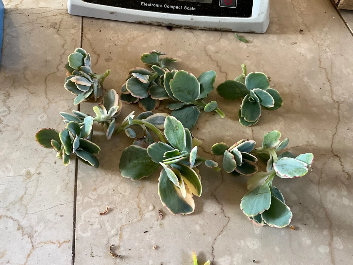 Kalanchoe fedtschenkoi ‘Lavender Scallops’ – Live Succulent Cutting/Starter, Variegated Blue-Green Leaves with Pink Edges