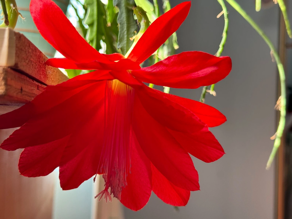 Epiphyllum Orchid Cactus Cuttings – 6 Unrooted Red Bloom, 6–8 Inches, Tropical Epiphytic Cactus, Trailing, Bright Indirect Light