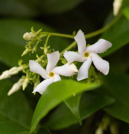 Star Jasmine Unrooted Cuttings – 7 Trachelospermum jasminoides Flowering Vine Cuttings, 6 Inch Live Plant Starts