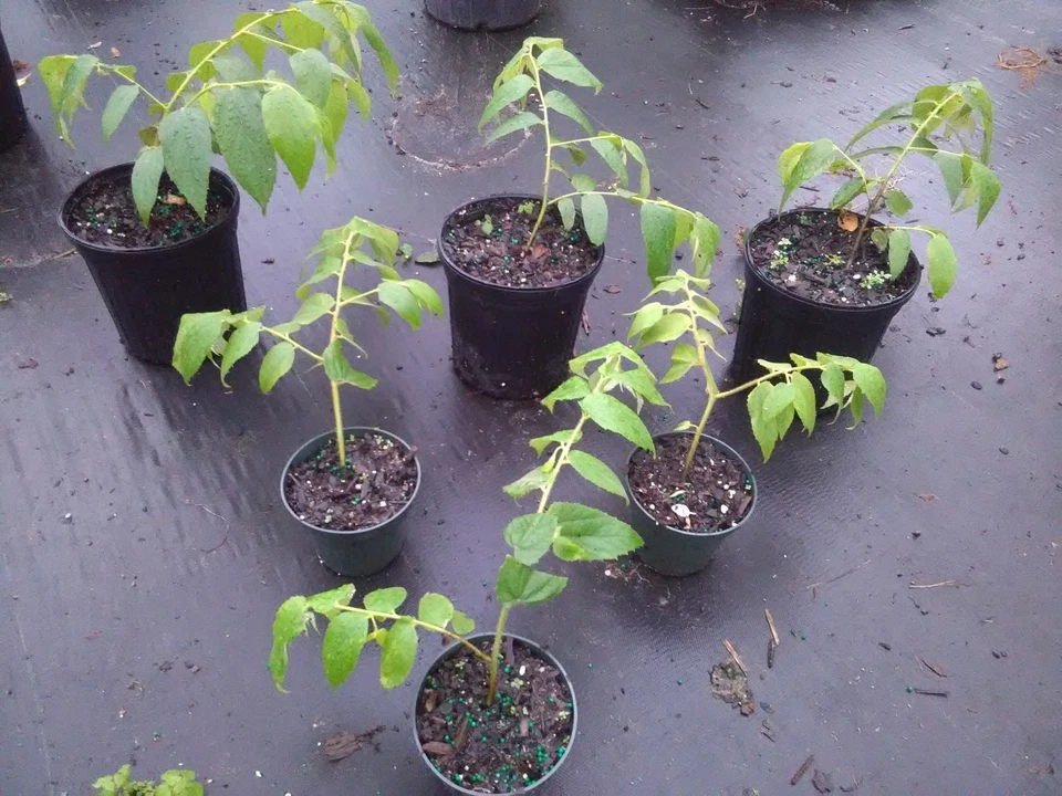 Muntingia calabura Strawberry Tree Live Starter Plants – Fast-Growing Tropical Fruit Tree for Planting