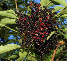 Elderberry Unrooted Cuttings – 10 Sambucus spp. Wild Type Cuttings for Propagation and Garden Growing