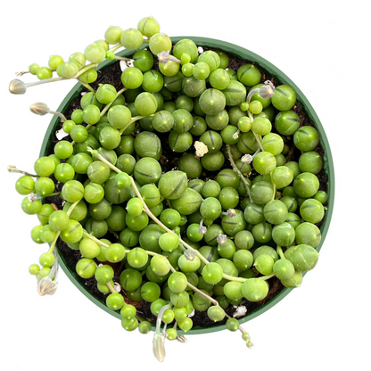 String of Pearls Plant – Fully Rooted Senecio rowleyanus in 4in Pot, Trailing Succulent for Indoor Decor