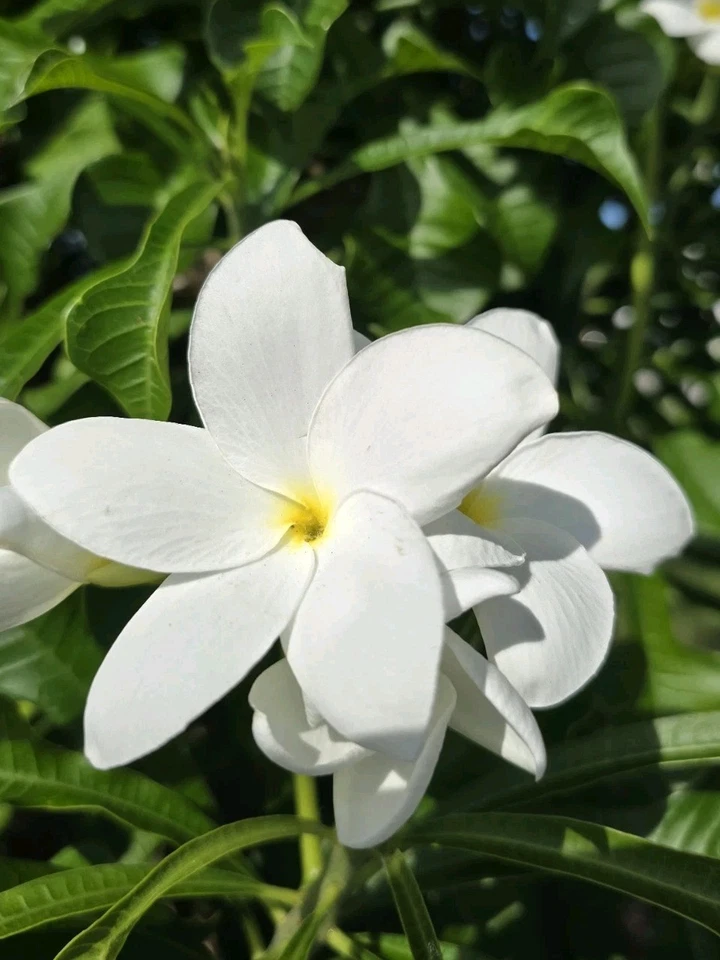 White Plumeria Cuttings – 4 Fresh 8–12" Frangipani Stems for Rooting, Tropical Flowering Plant for Garden or Patio Pots