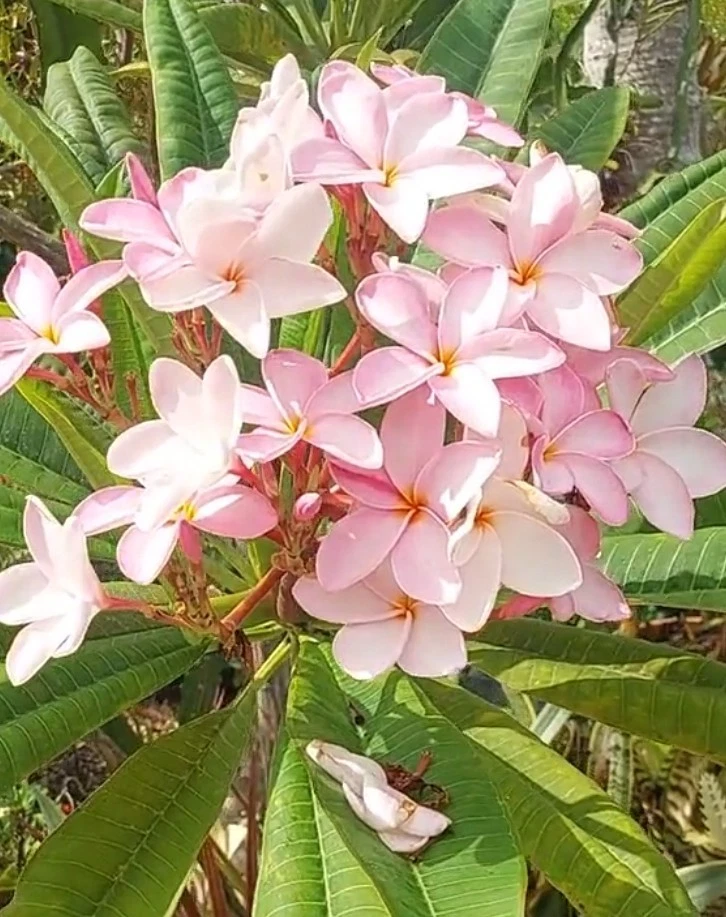 Pink Plumeria Cutting – 10" Fresh Hawaiian Frangipani Stem, Pastel Pink Blooms, Easy-Rooting Tropical Flowering Plant