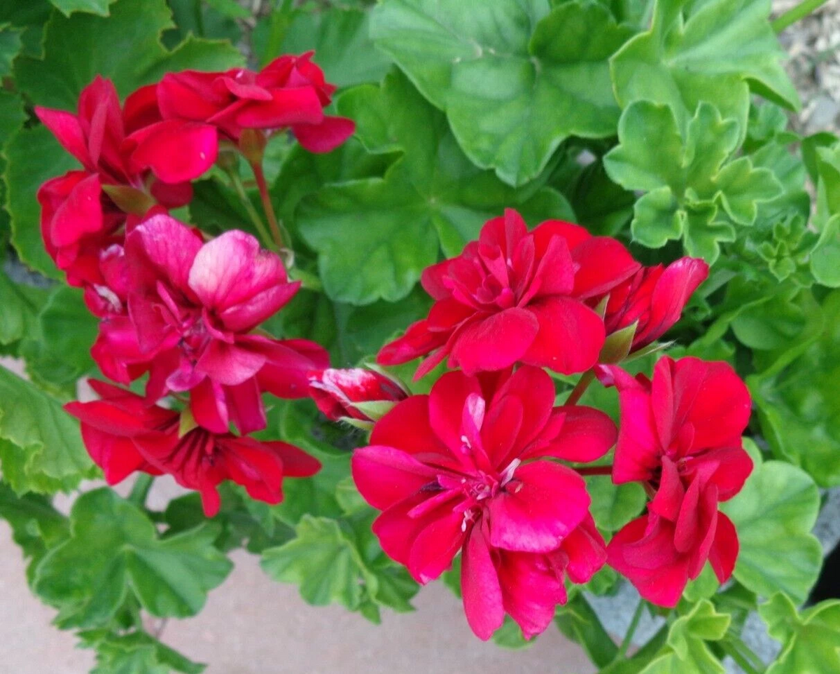 Rose Red Ivy Geranium Cuttings – 3 Live Pelargonium peltatum Trailing Stems for Hanging Baskets & Garden Pots