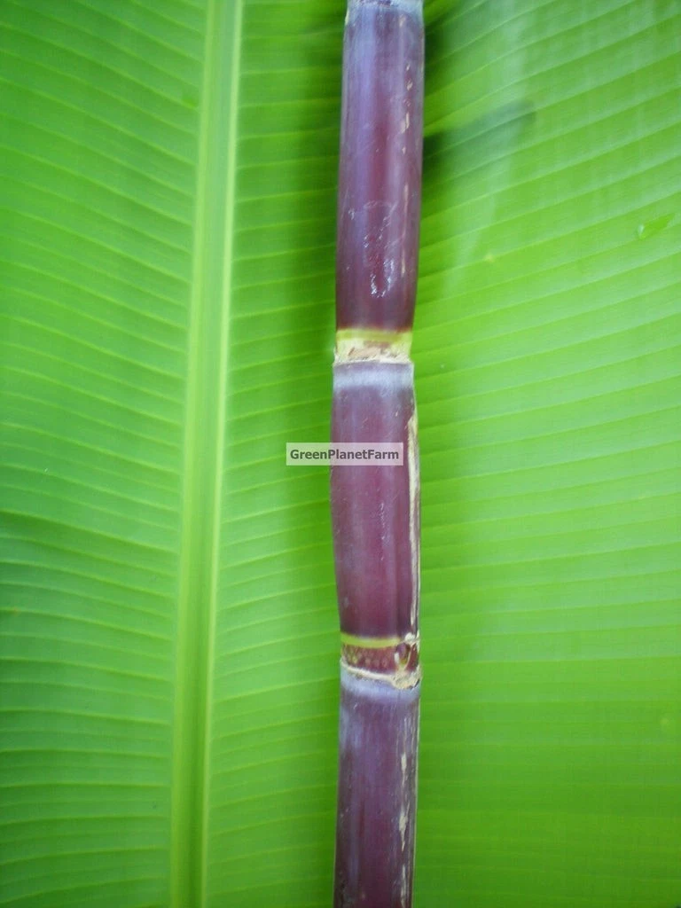 Florida Red Sugar Cane Cuttings – Saccharum officinarum Unrooted Live Cane Sections for Planting