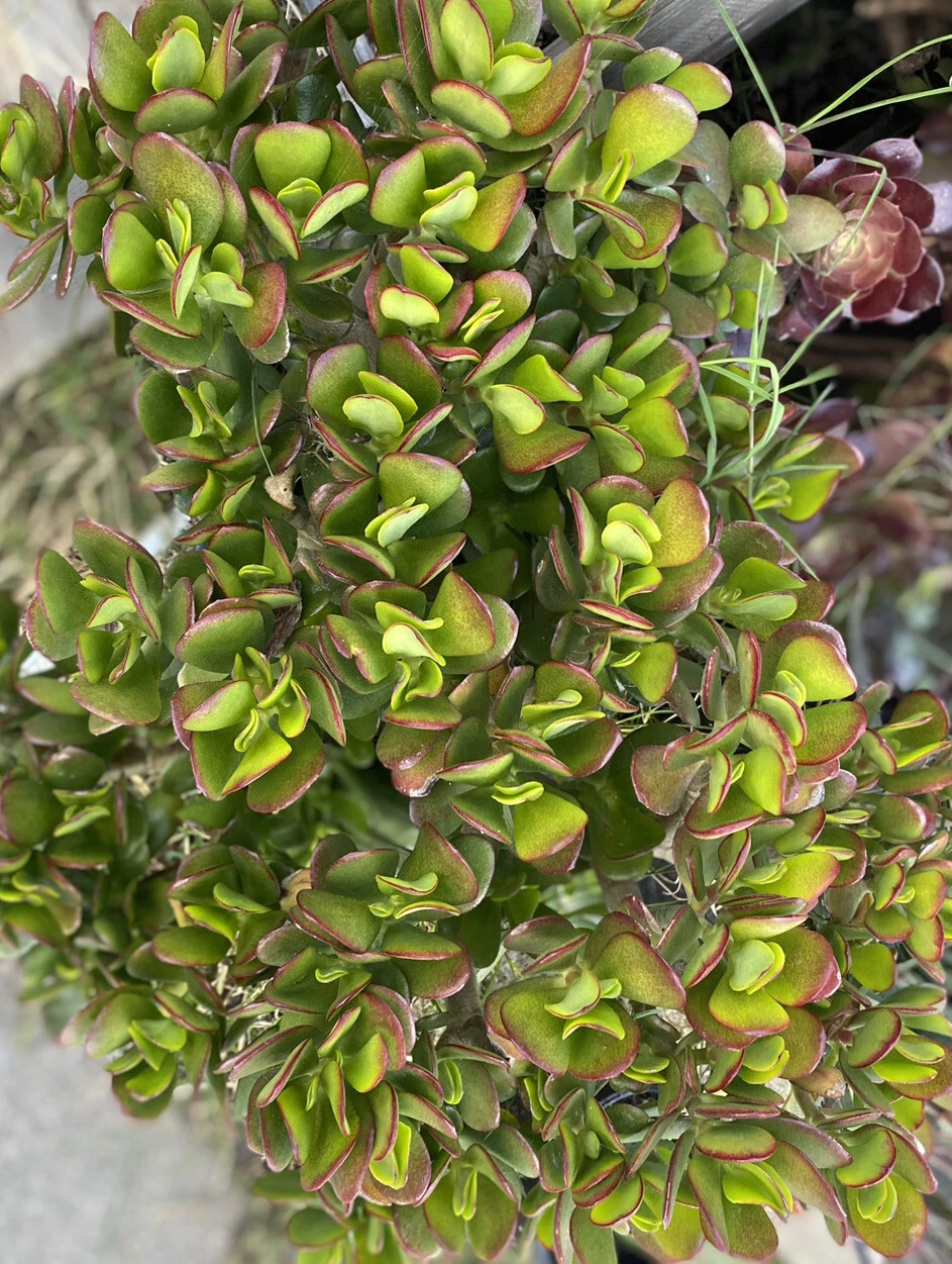 Crassula Ovata Jade Plant Cuttings – 5 Unrooted Succulent Cuttings 3–5 Inch – Easy Care Houseplant