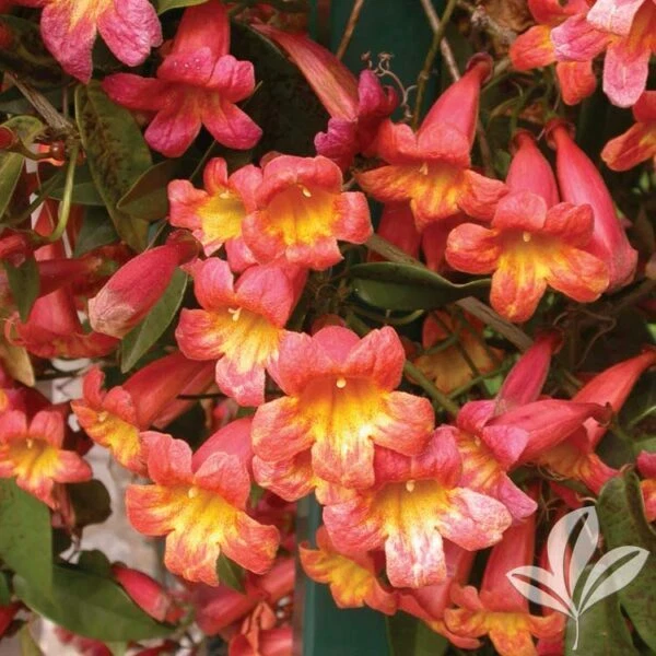 Tangerine Beauty Crossvine Rooted Starter Plant – Bignonia capreolata Climbing Vine for Garden, Trellis, Fence