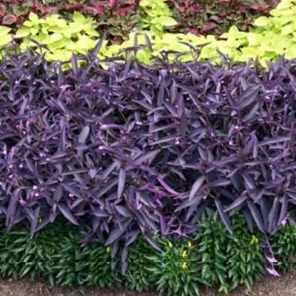 Tradescantia zebrina – 10 Purple Wandering Jew Cuttings, Easy-Rooting Live Plant Stems, Fast-Growing Perennial Houseplant