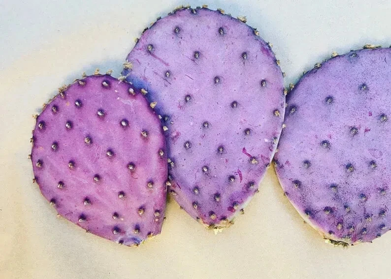 Durazilla Purple Prickly Pear Cactus Pad – 1 Live Cutting for Propagation, Cold Hardy Opuntia Pad, Vibrant Purple Desert Plant