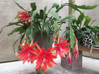 Epiphyllum Orange Swirl Cuttings – 4 Orchid Cactus 7–8” Cuttings, Epiphyllum Hybrid Starter Stems for Rooting & Blooming Plants