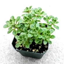 Aeonium Irish Bouquet – Live 2” Aeonium lindleyi var. viscatum Succulent, Compact Rosette Plant for Pots, Rock Gardens & Arrangements
