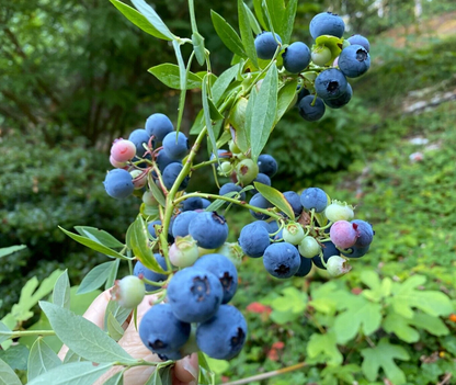 Evergreen Blueberry Plant Cuttings – 4 Unrooted Vaccinium Cuttings – Fruit Shrub with Red Fall Foliage
